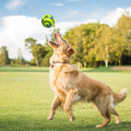 Glanvera Glow Giggle Ball — The Interactive Dog Toy That Plays Back